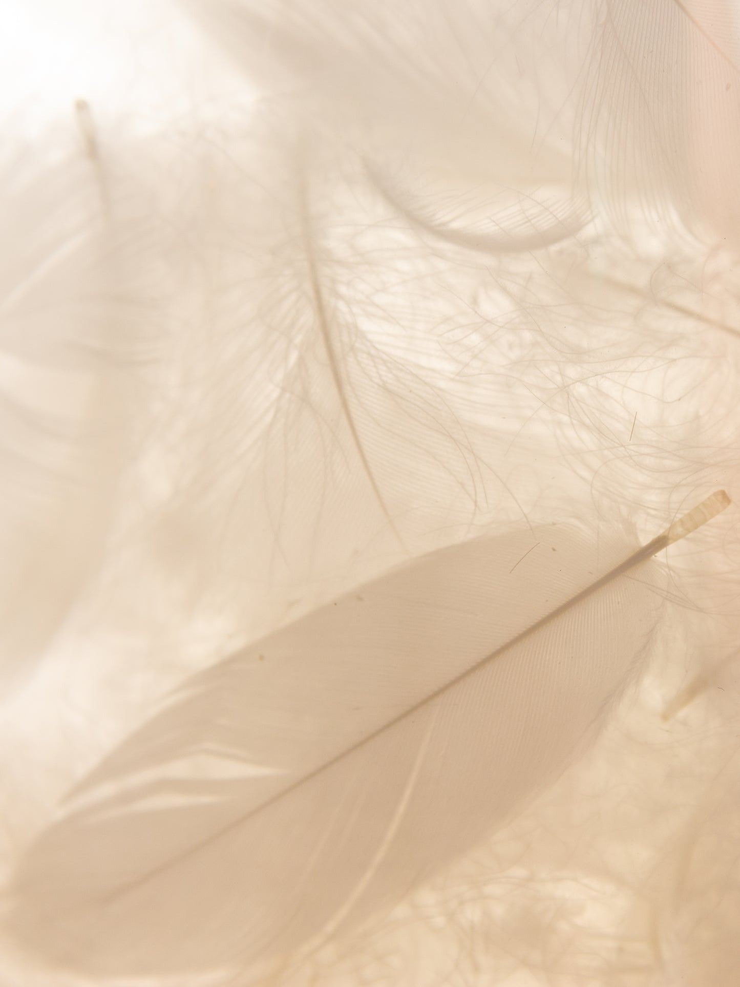 Reinigung mit Inlettwechsel