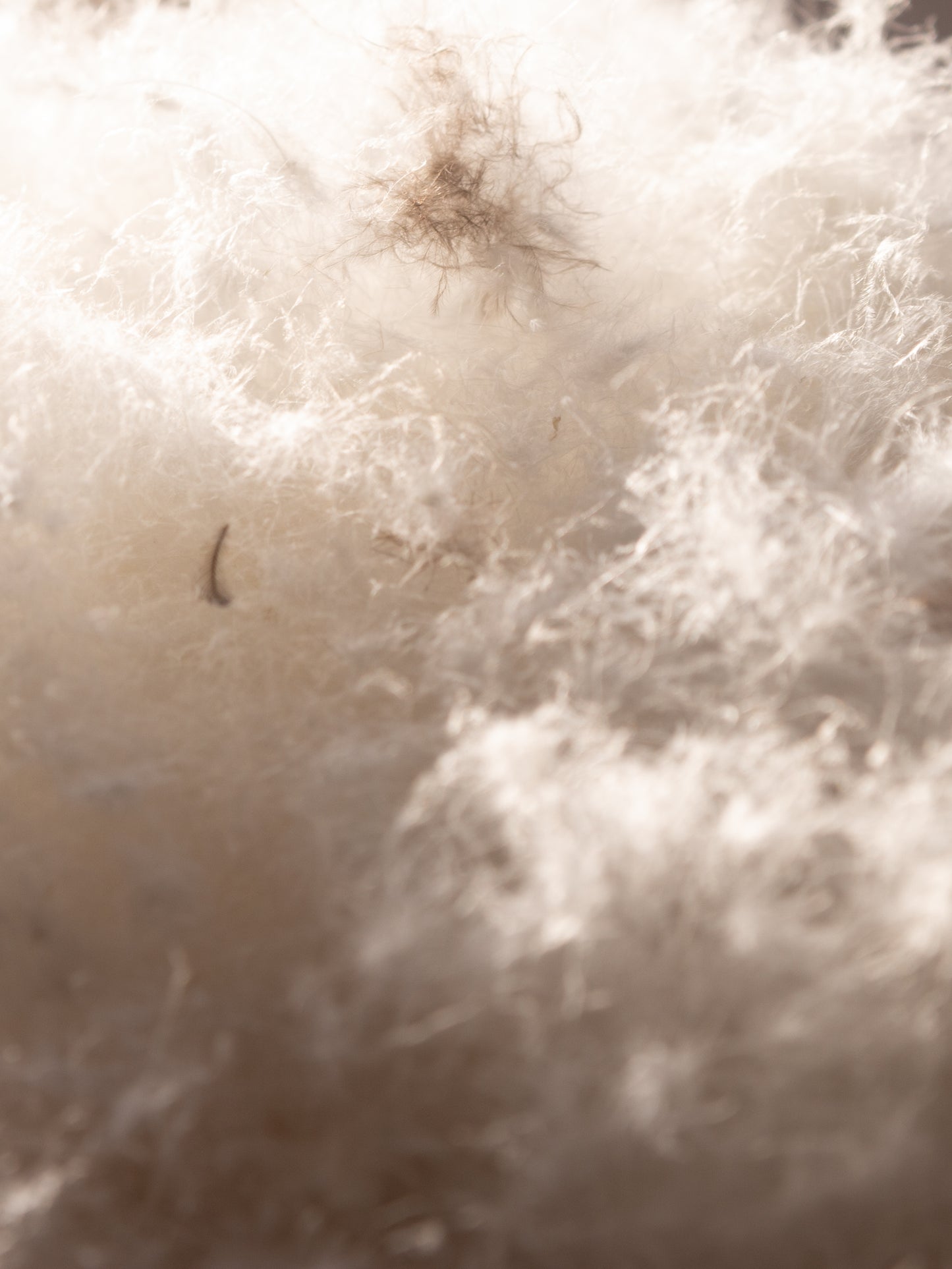 Zufüllung Bettdecke Entendaune